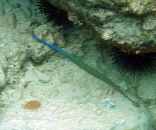Trumpetfish (Blue phase)