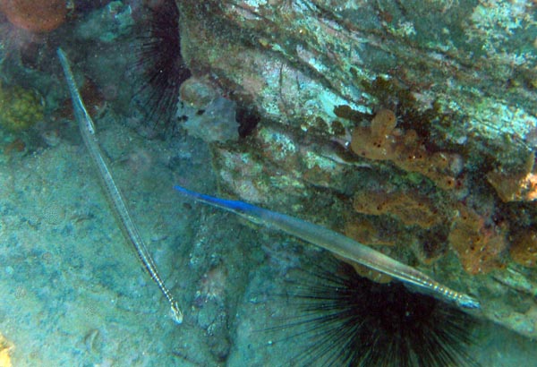 Trumpetfish (Brown &#337F4E