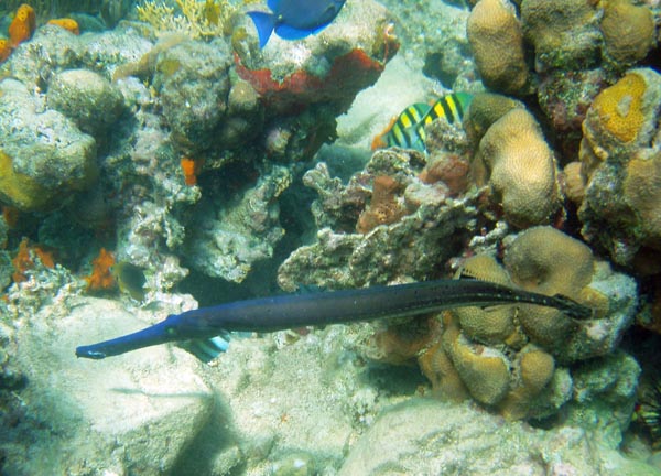 Trumpetfish Blue phase