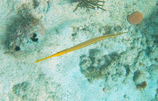 Trumpetfish yellow phase