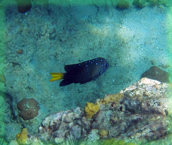 Yellowtail Damselfish b