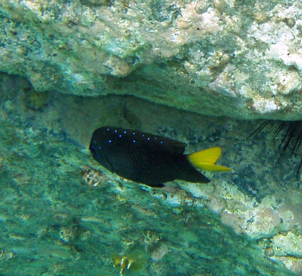 Yellowtail Damselfish c