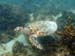 Hawksbill Turtle