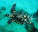 Hawksbill turtle a
