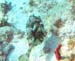 Honeycomb Cowfish c