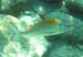 Jolthead Porgy
