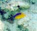 Longfin Damselfish -#337104