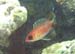Longsping Squirrelfish
