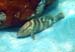 Nassau Grouper b