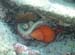 Octopus eating d