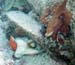 Octopus eating g