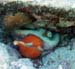 Octopus eating h