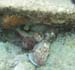 Octopus in the Garden c