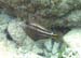 Orangespoted Filefish b