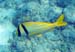 Porkfish b