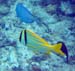Porkfish