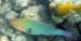 Princess Parrotfish #337F65