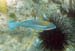 Princess Parrotfish