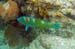 Puddingwife 