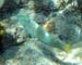Puddingwife Juvenile