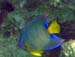 Queen Angelfish d