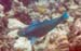 Queen Parrotfish b