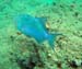 Queen Triggerfish b