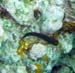 Redlip Blenny b