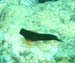 Redlip Blenny
