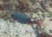 Redtail Parrotfish