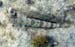Sand Diver