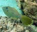 Scrawled FileFish