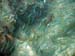 Silversides