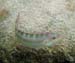 Slippery Dick c