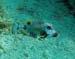 Smooth Trunkfish