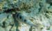 Spotted Goatfish