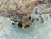 Spotted Trunkfish b