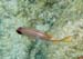 Squirrelfish