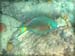Stoplight Parrotfiis#3469AD