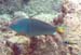 Stoplight Parrotfish#33BB7B
