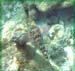 Stoplight Parrotfish#3469AA
