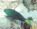 Stoplight Parrotfish#3469E6