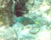 Stoplight Parrotfish