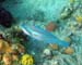 Striped Parrotfish c