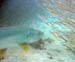 Tarpon & Silversides f