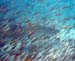 Tarpon & Silversides g