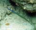 Trumpetfish (Blue phase)