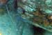 Trumpetfish (Brown &#337F4E