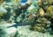 Trumpetfish Blue phase