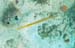 Trumpetfish yellow phase